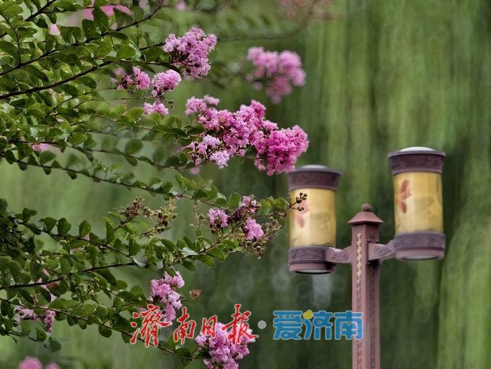 一年四季 泉在济南丨垂柳映繁花,紫薇装点大明湖盛夏时光