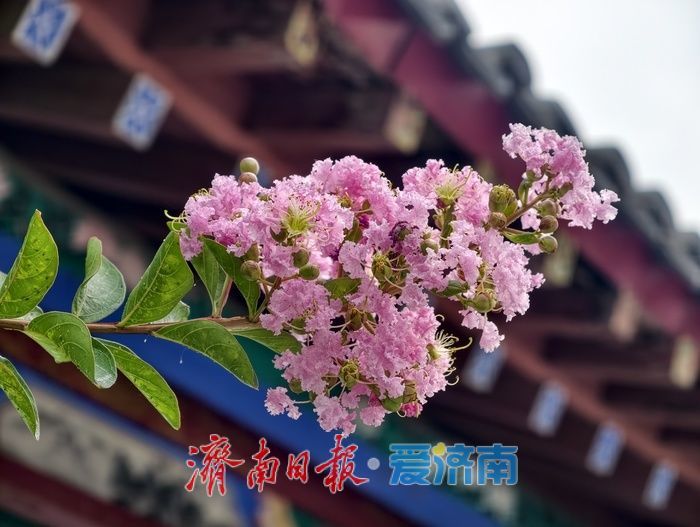 一年四季 泉在济南丨垂柳映繁花,紫薇装点大明湖盛夏时光