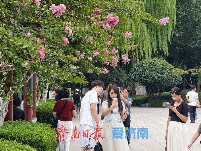 一年四季 泉在济南丨垂柳映繁花,紫薇装点大明湖盛夏时光