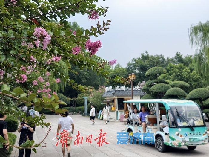 一年四季 泉在济南丨垂柳映繁花,紫薇装点大明湖盛夏时光