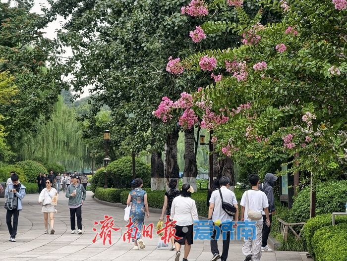 一年四季 泉在济南丨垂柳映繁花,紫薇装点大明湖盛夏时光