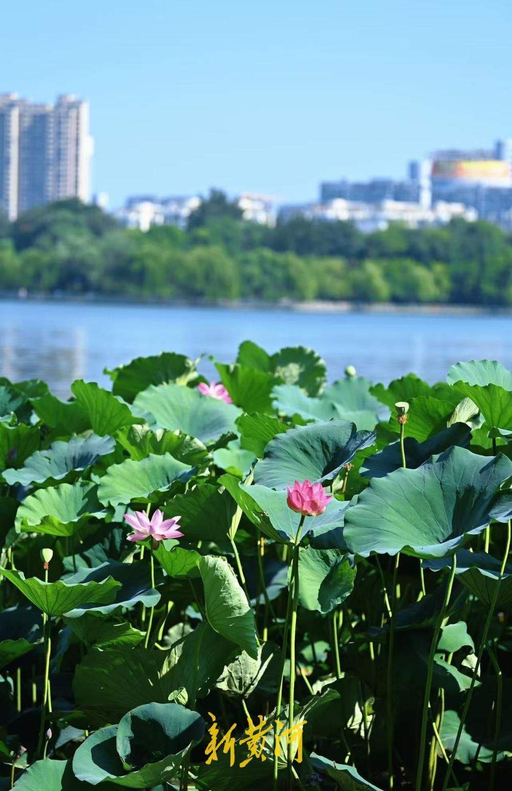 高温遇荷景 青荷撑起济南夏日绿意