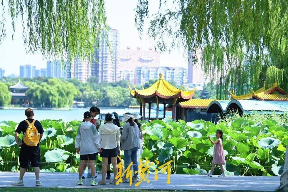 高温遇荷景 青荷撑起济南夏日绿意