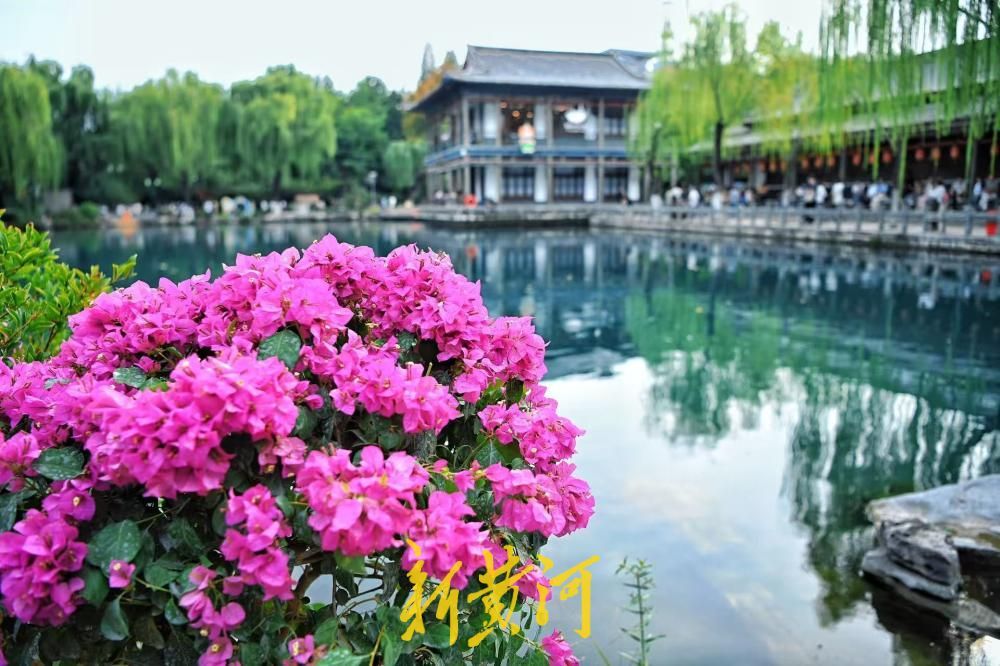 济南五龙潭新添美景，三角梅盛放绘就秋日画卷