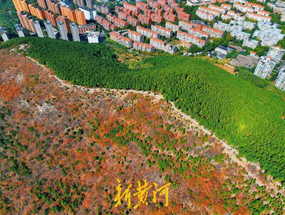 深秋赏叶，济南蝎子山“鸳鸯锅”红叶正浓烈