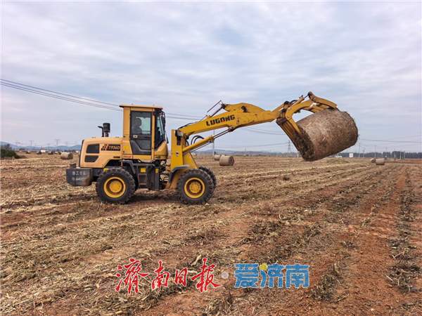 融媒·见证丨田里的“巨型瑞士卷”，藏着乡村第二份收获 丰收过后的丰收