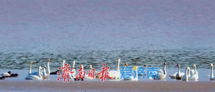 我们从西伯利亚来，提前十余天“赴约”——首批来济大天鹅“自述”
