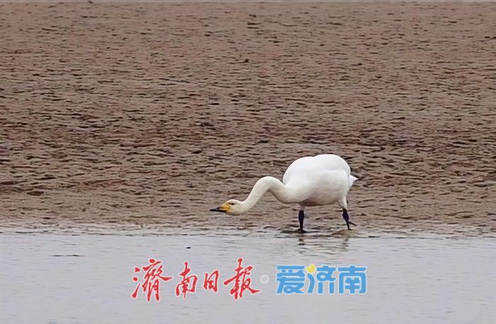 我们从西伯利亚来，提前十余天“赴约”——首批来济大天鹅“自述”