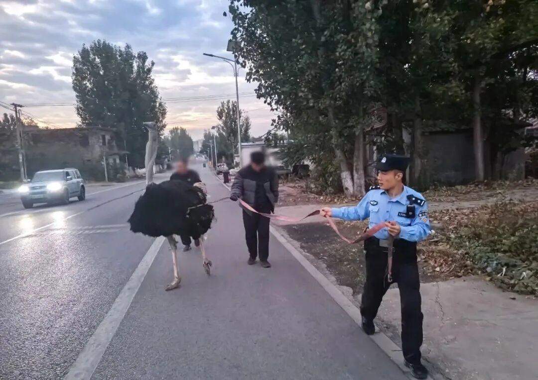 凌晨鸵鸟出逃，济南民警摸黑周旋帮它回家