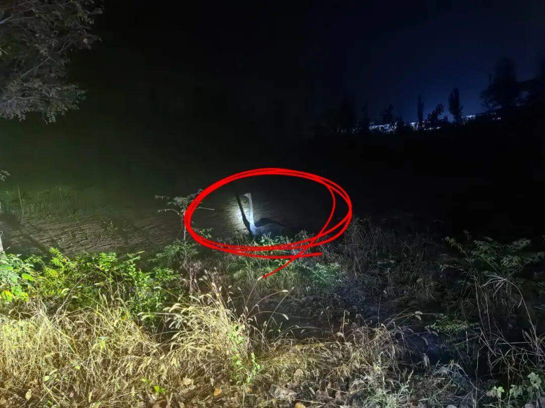 凌晨鸵鸟出逃，济南民警摸黑周旋帮它回家