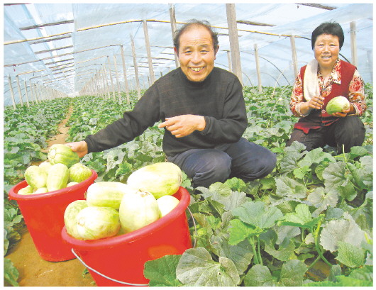 山东青州春季银瓜陆续上市